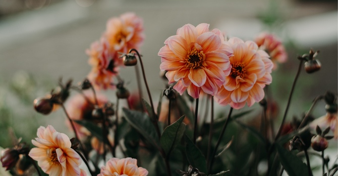 Psychotherapy/Psychothérapie