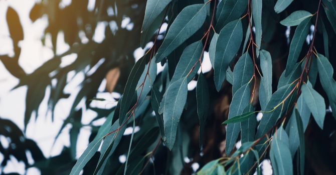 Counselling/Counseling